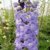 Delphinium Lilac Lady